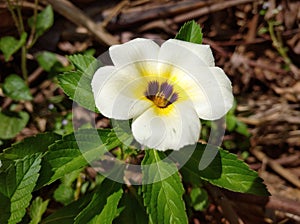 Beautiful white turneraceae flower photo image