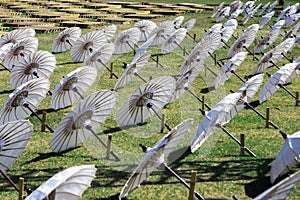 Beautiful white umbrellas arranged neatly