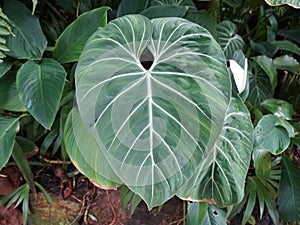 Beautiful white vein leaf of Philodendron Gloriosum, a rare houseplant