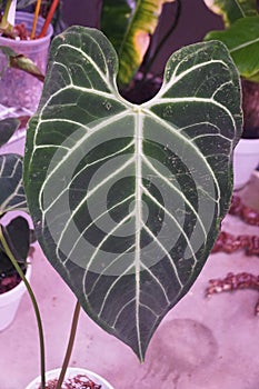 Beautiful white vein and love-shaped leaf of Anthurium Regale
