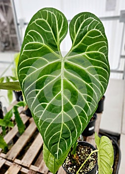 Beautiful white vein and love-shaped leaf of Anthurium Regale, a rare and popular tropical plant