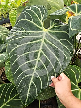 Beautiful white veins and love-shaped leaf of Anthurium Regale