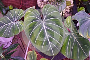 Beautiful white veiny leaf of Philodendron Gloriosum