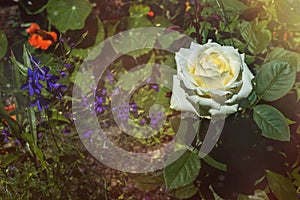 Beautiful white vintage rose flower