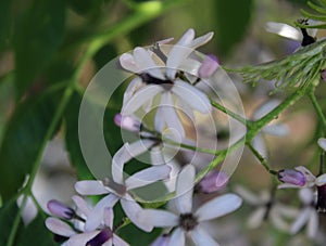 Beautiful, white and violet flower covered with rain drops. Summer touches.