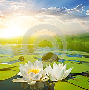 Beautiful white water lilies