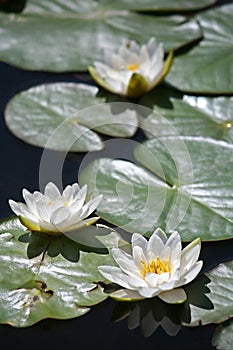 Beautiful white water lily