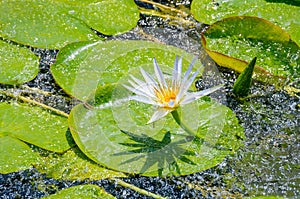 Beautiful white water lily