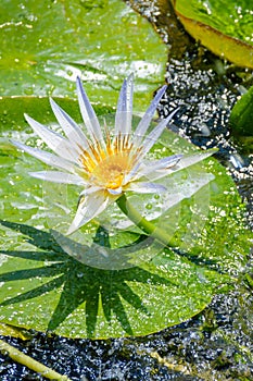 Beautiful white water lily