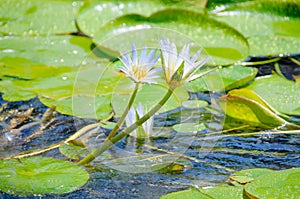 Beautiful white water lily