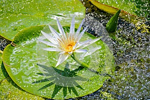 Beautiful white water lily