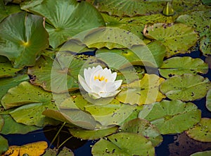 Beautiful white water lily
