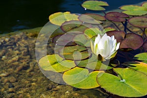 Beautiful white water lily bloom, natural swimming pool, relaxation meditation