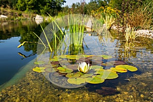 Beautiful white water lily bloom, natural swimming pool, relaxation meditation