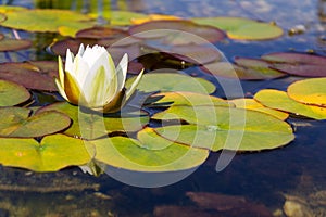 Beautiful white water lily bloom, natural swimming pool, relaxation meditation