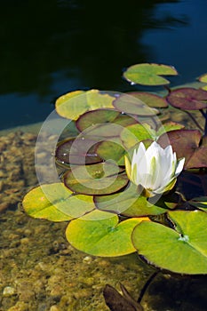 Beautiful white water lily bloom, natural swimming pool, relaxation meditation