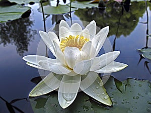 Beautiful white water lily in drops of water close-up