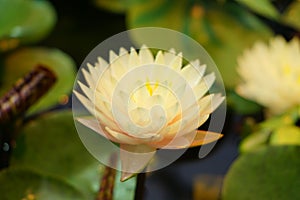 Beautiful white water lily floating on water surface