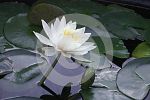 Beautiful white water lily flower in the lake .Nymphaea reflection in the pond