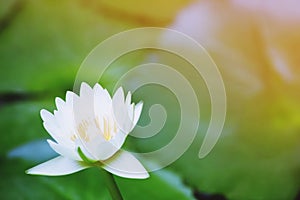 Beautiful white water lily lotus blooming on water surface and green leaves toned