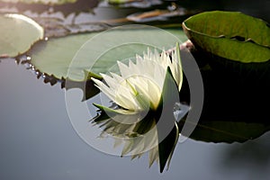 Beautiful white water lily lotus flower blooming on water surface. Reflection of lotus flower on water pond