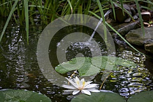 Beautiful white water lily Marliacea Rosea or lotus flower in the foreground. Soft blurred background from an old pond