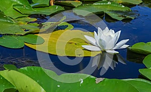 Beautiful white water lily (Nymphaea alba) flowers on the water surface
