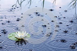 Beautiful white water lily in the rain