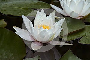 Beautiful white water Lily on the surface of a pond surrounded by its large green leaves