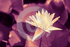 Beautiful white waterlily or lotus flower blooming and leaf in morning summer tropical on water surface pond.