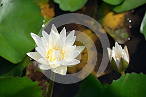 Beautiful white waterlily or lotus flower blooming and leaf in morning summer tropical on water surface pond.