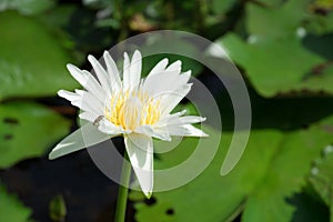 Beautiful white waterlily or lotus flower blooming and leaf in morning summer tropical on water surface pond.