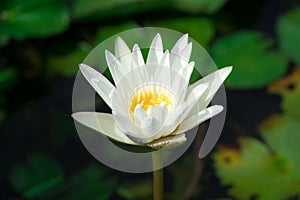 Beautiful white waterlily or lotus flower blooming and leaf in morning summer tropical on water surface pond. Green nature