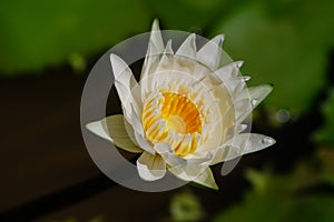 Beautiful white waterlily in the sunlight