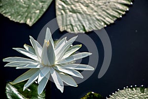 A Beautiful White Waterlily in The Sunshine