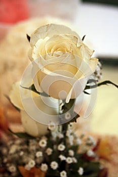 Beautiful white wedding rose isolated romances decoration photo