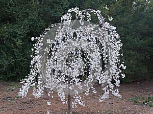 A beautiful white weeping cherry tree blooming in early Spring