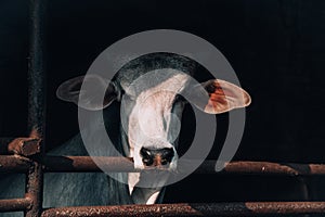 Beautiful white well-groomed cow on a dairy ecofarm. sacred Hindu snow-white zebu cow on a dairy farm called goshala. Hinduism, photo