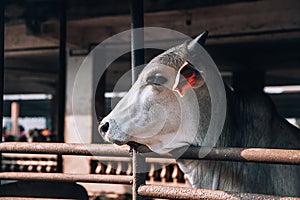 Beautiful white well-groomed cow on a dairy ecofarm. sacred Hindu snow-white zebu cow on a dairy farm called goshala. Hinduism, photo