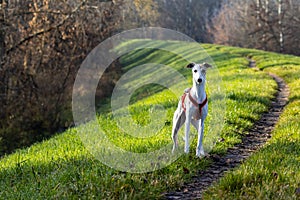 Beautiful white whippet dog. photo