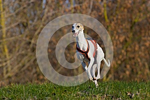 Beautiful white whippet dog. photo
