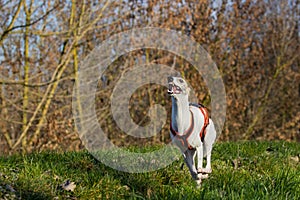 Beautiful white whippet dog. photo