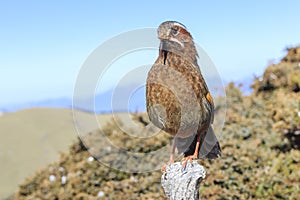 A beautiful white-whiskered laughingthrush at the Hehuan mountai