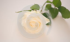 Beautiful single White rose close up concept for valentine`s card or anyversary