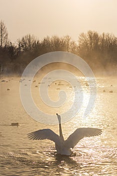 Beautiful white whooping swan