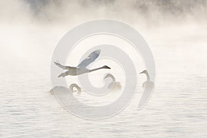 Beautiful white whooping swans