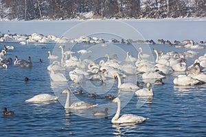 Beautiful white whooping swans