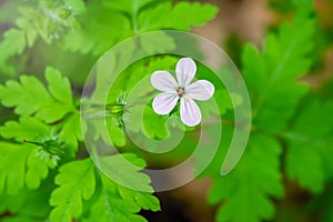 Beautiful white wild forest flower. Geranium robertianum, commonly known as herb-Robert