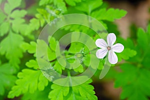 Beautiful white wild forest flower. Geranium robertianum, commonly known as herb-Robert