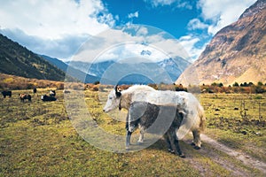 Beautiful white wild yak and amazing baby yak on pasture